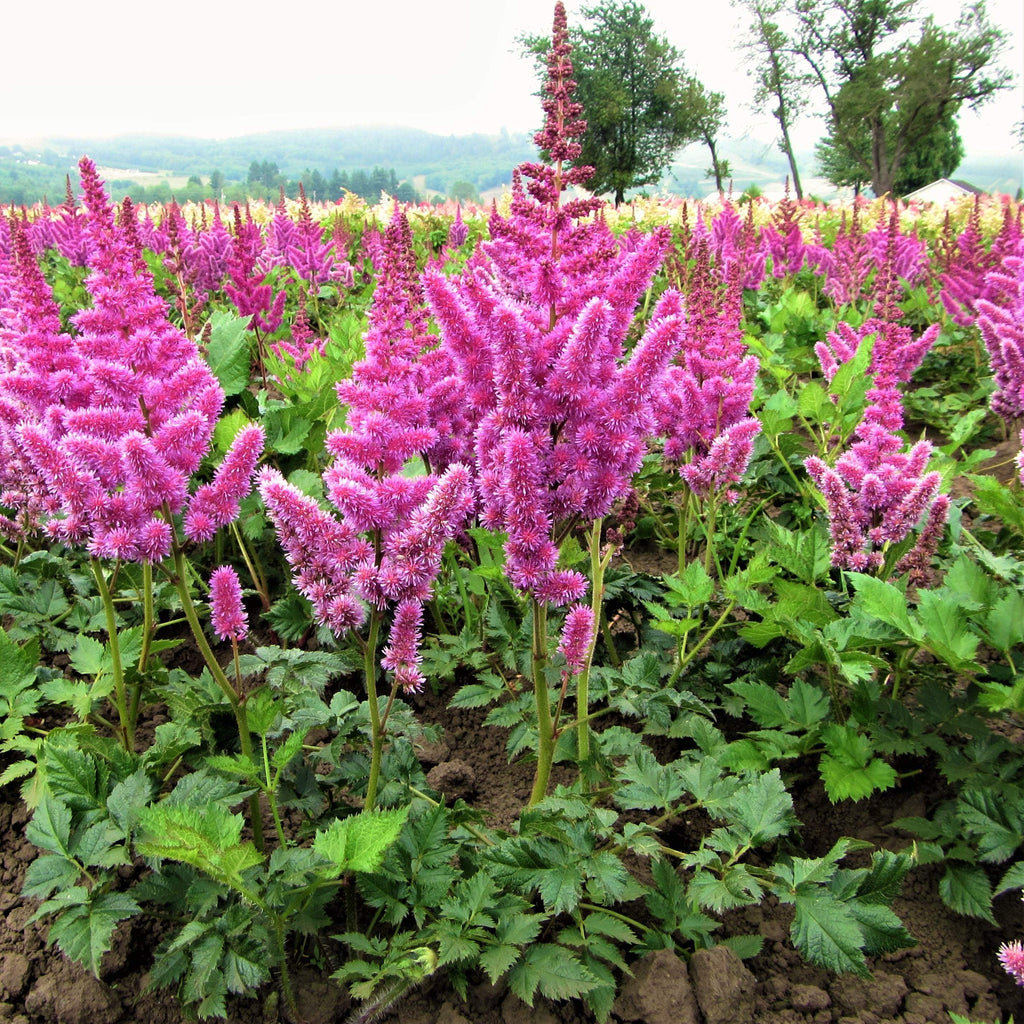 Astilbe - Vision