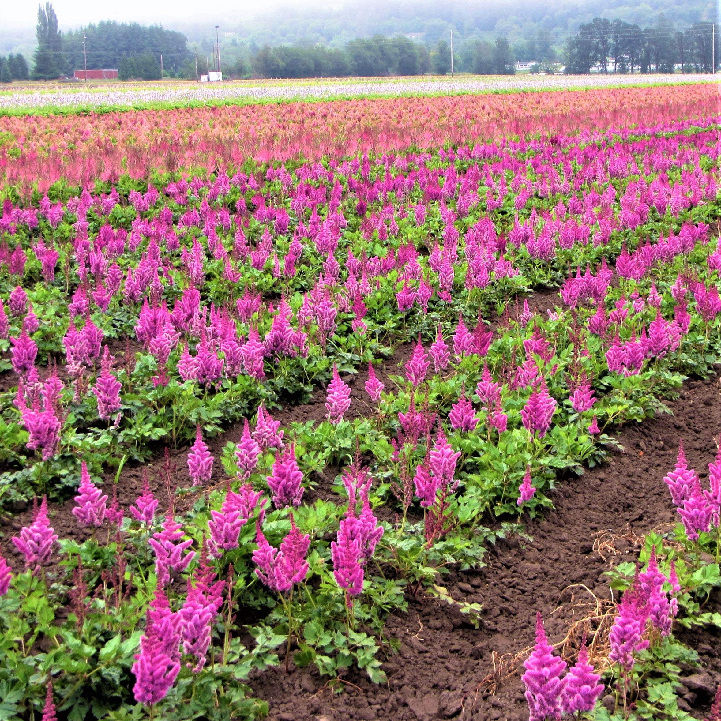 Astilbe - Vision