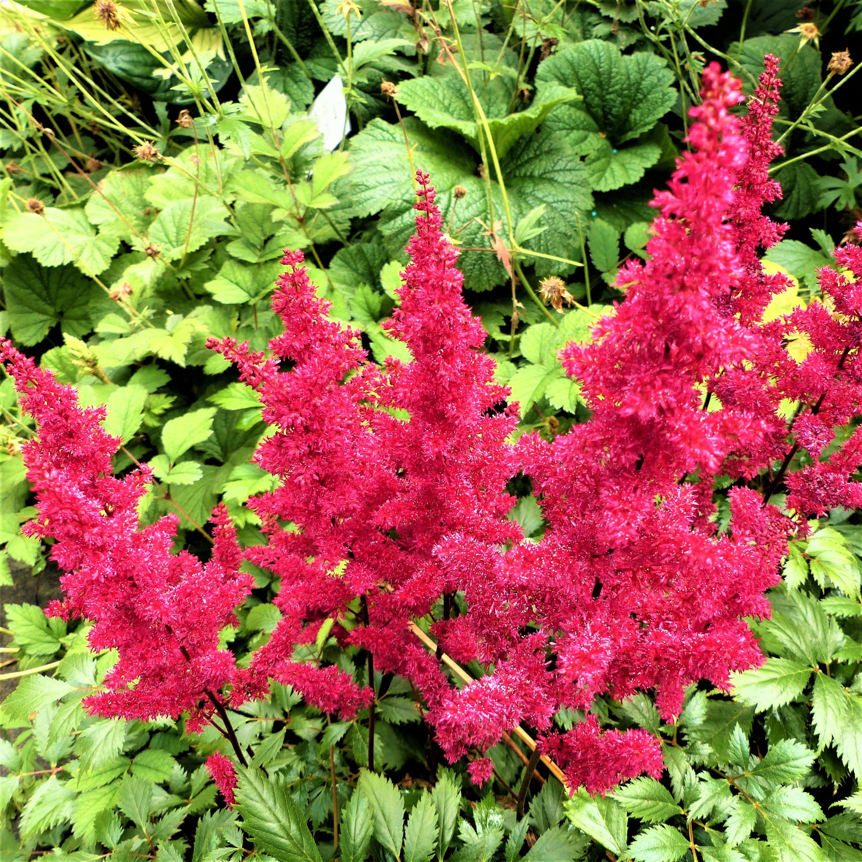 Astilbe - Younique Carmine
