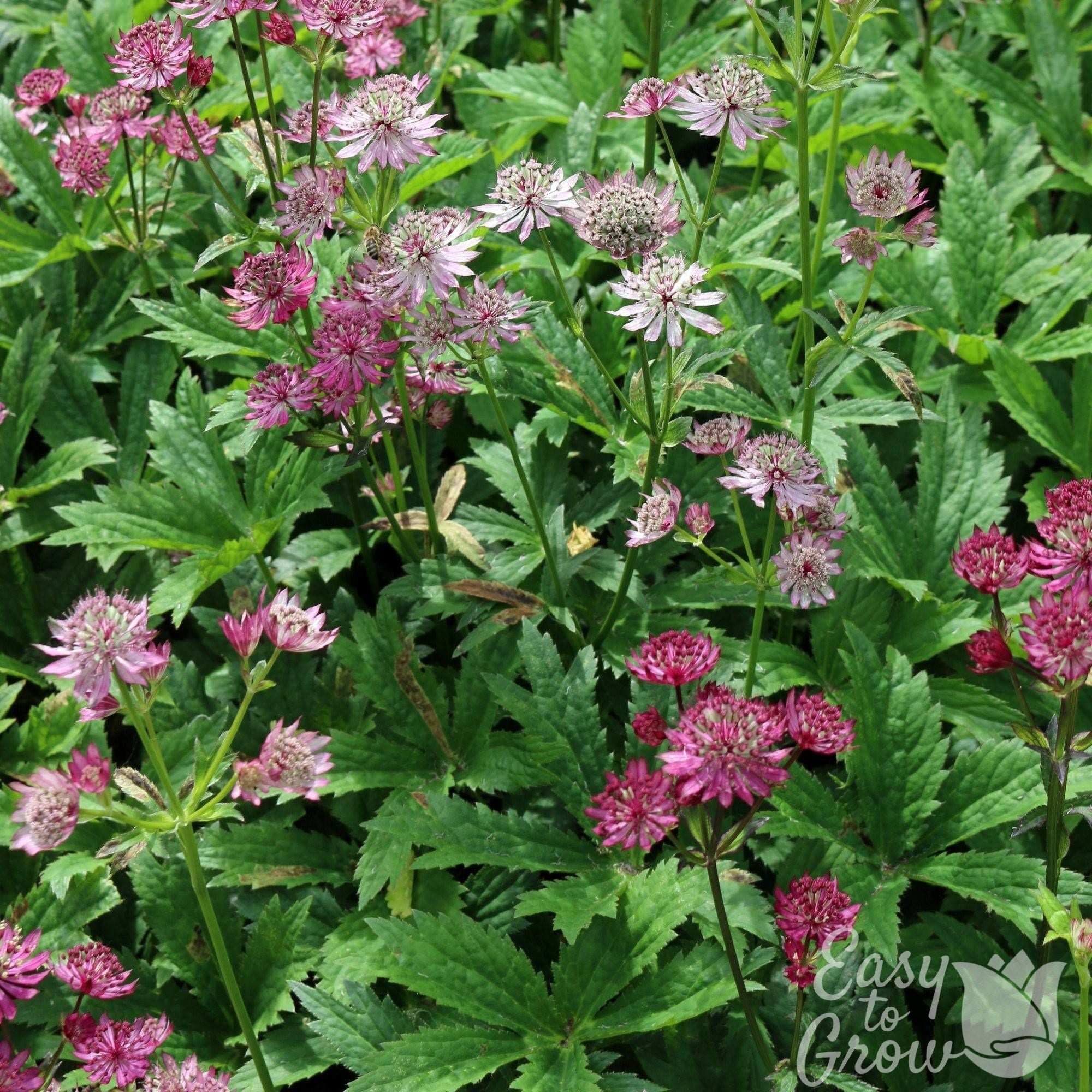 Astrantia - Sparkling Stars Mix