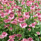 Astrantia - Roma