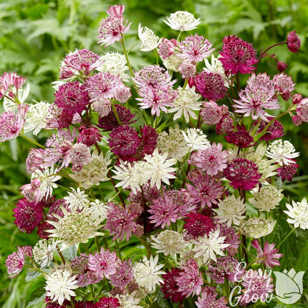 Astrantia - Sparkling Stars Mix