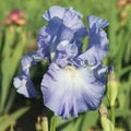 Bearded Iris - Califlora Victoria Falls (Reblooming)