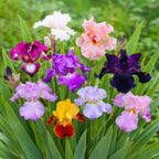 Bearded Iris - Califlora Colorful Crop Mix (Reblooming)