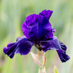 Bearded Iris - Califlora Ozark Rebounder (Reblooming)