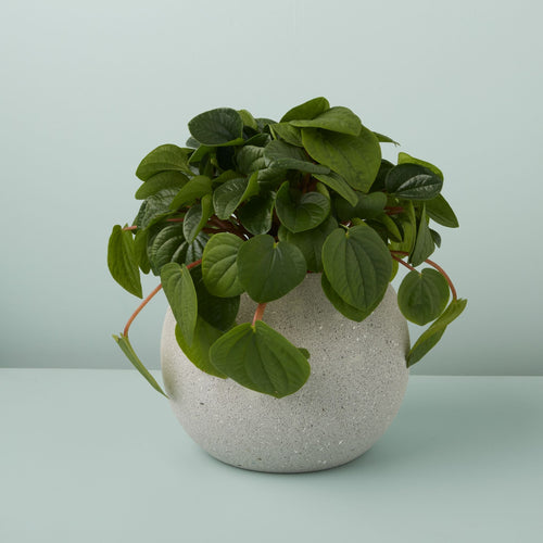 Atallo Cement Planter