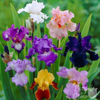 Bearded Iris - Califlora Colorful Crop Mix (Reblooming)