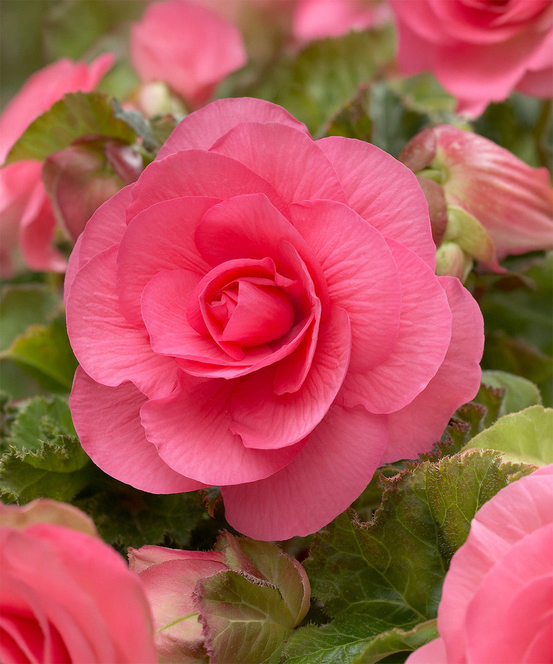 Pink Double Begonia - 3 tubers