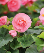 Pink Double Begonia - 3 tubers