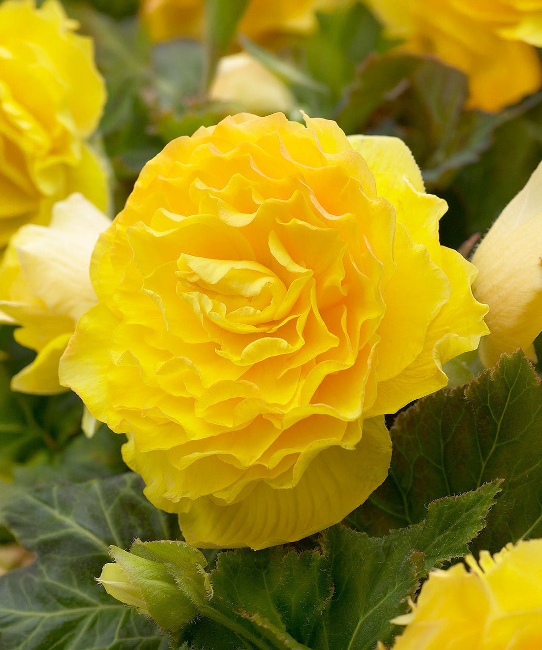 Yellow Double Begonia - 3 tubers