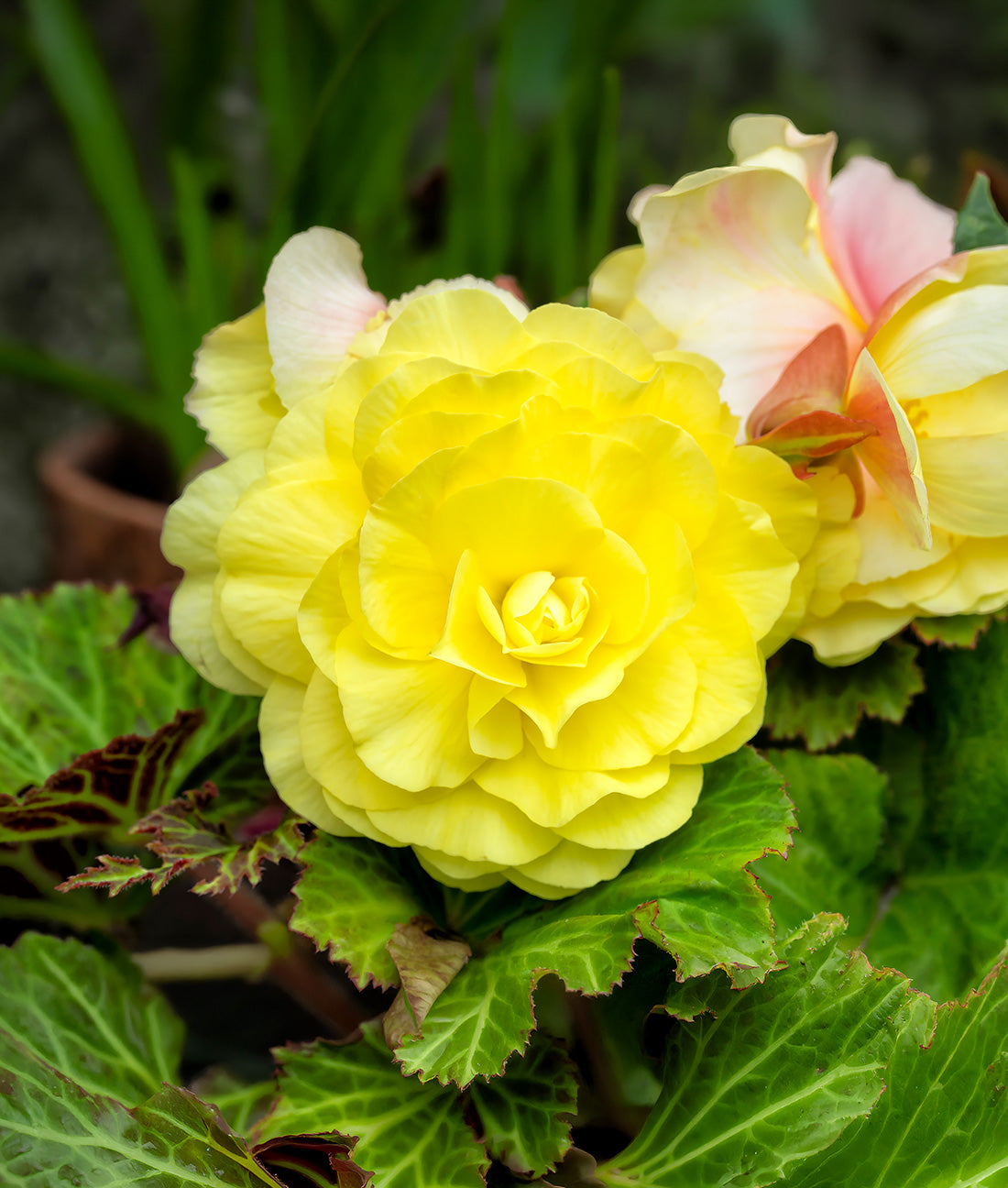 Yellow Double Begonia - 3 tubers