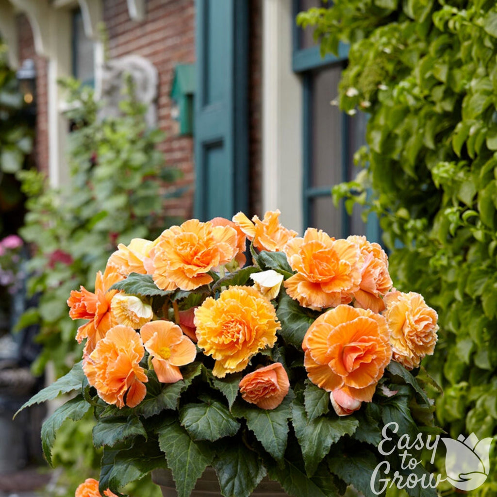 Begonia - Picotee Lace Apricot