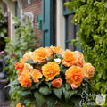 Begonia - Picotee Lace Apricot