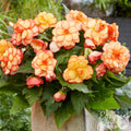 Begonia - Picotee Sunburst