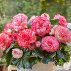 Begonia - Picotee White Pink