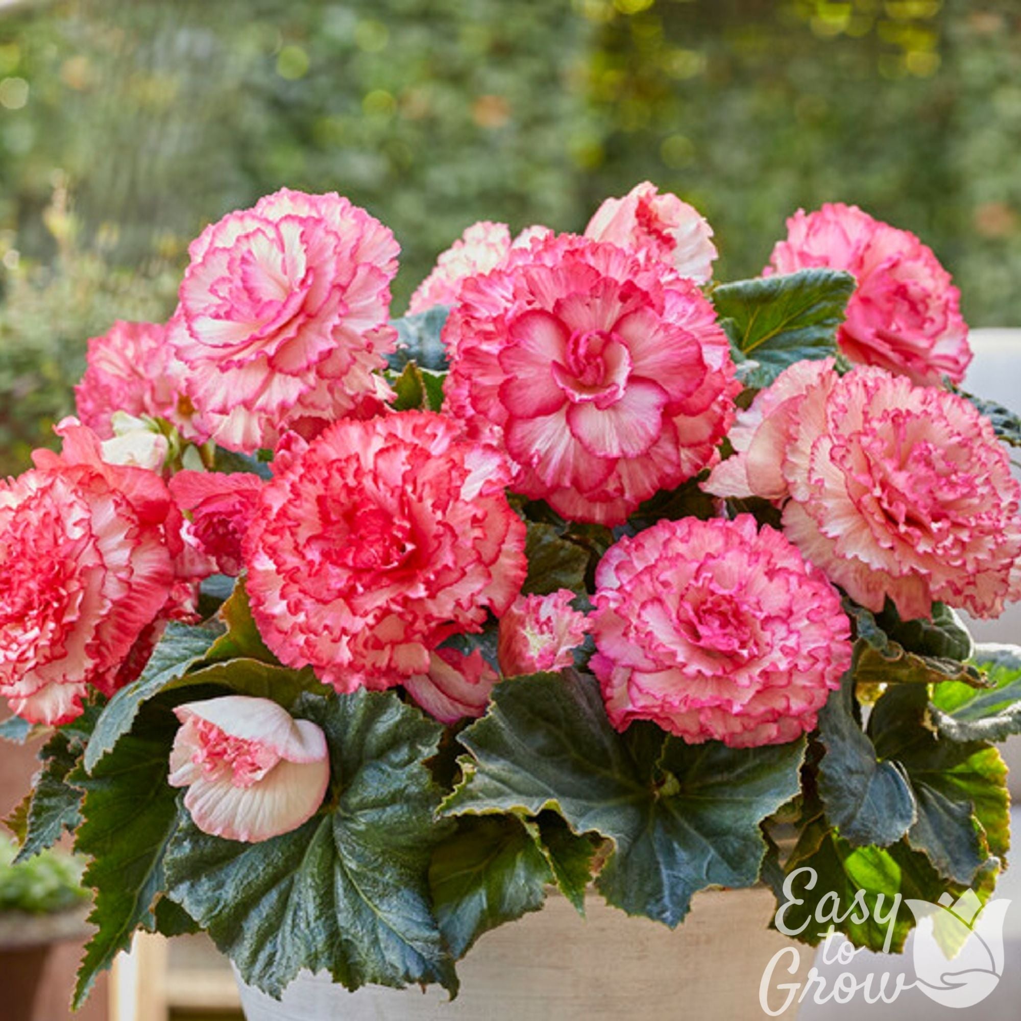 Begonia - Picotee White Pink