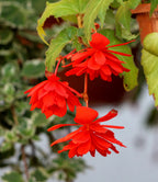 Red Fragrant Hanging Basket Begonia - 3 tubers