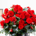 Begonia - Giant Ruffled Red