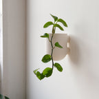 Bender wall planter in black glaze