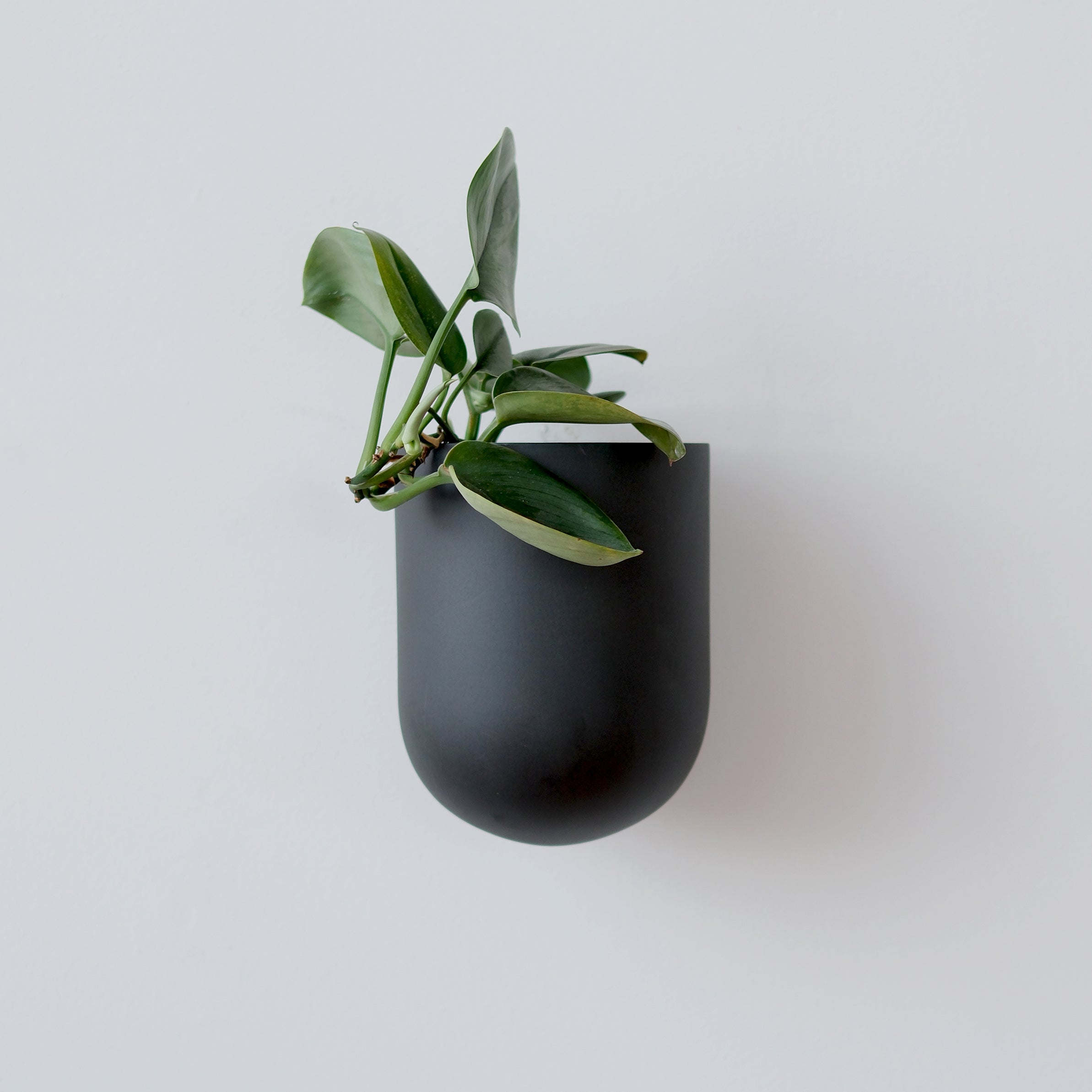 handmade ceramic wall planter mounted on a white wall