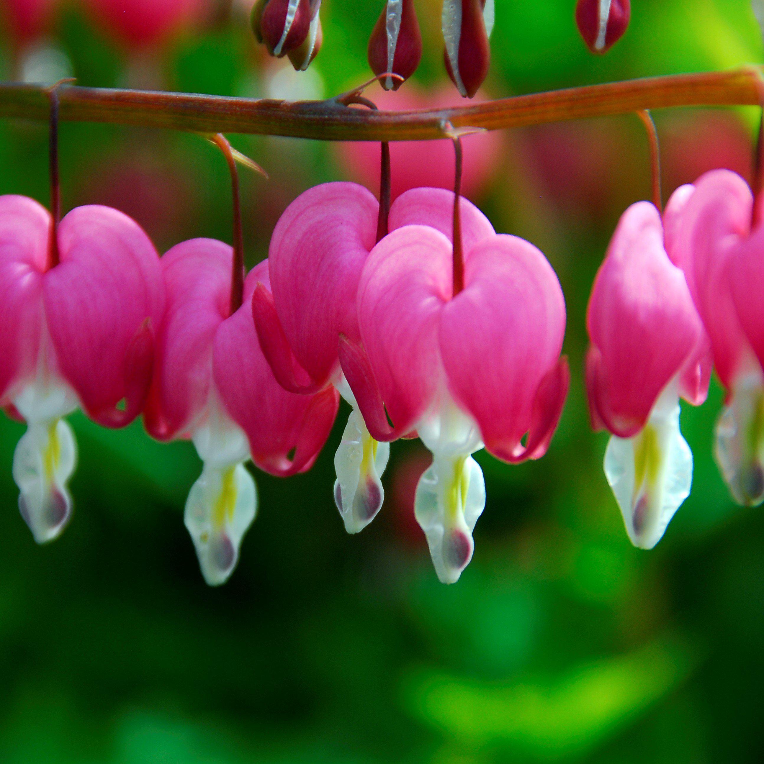 Dicentra - Bleeding Hearts Pink