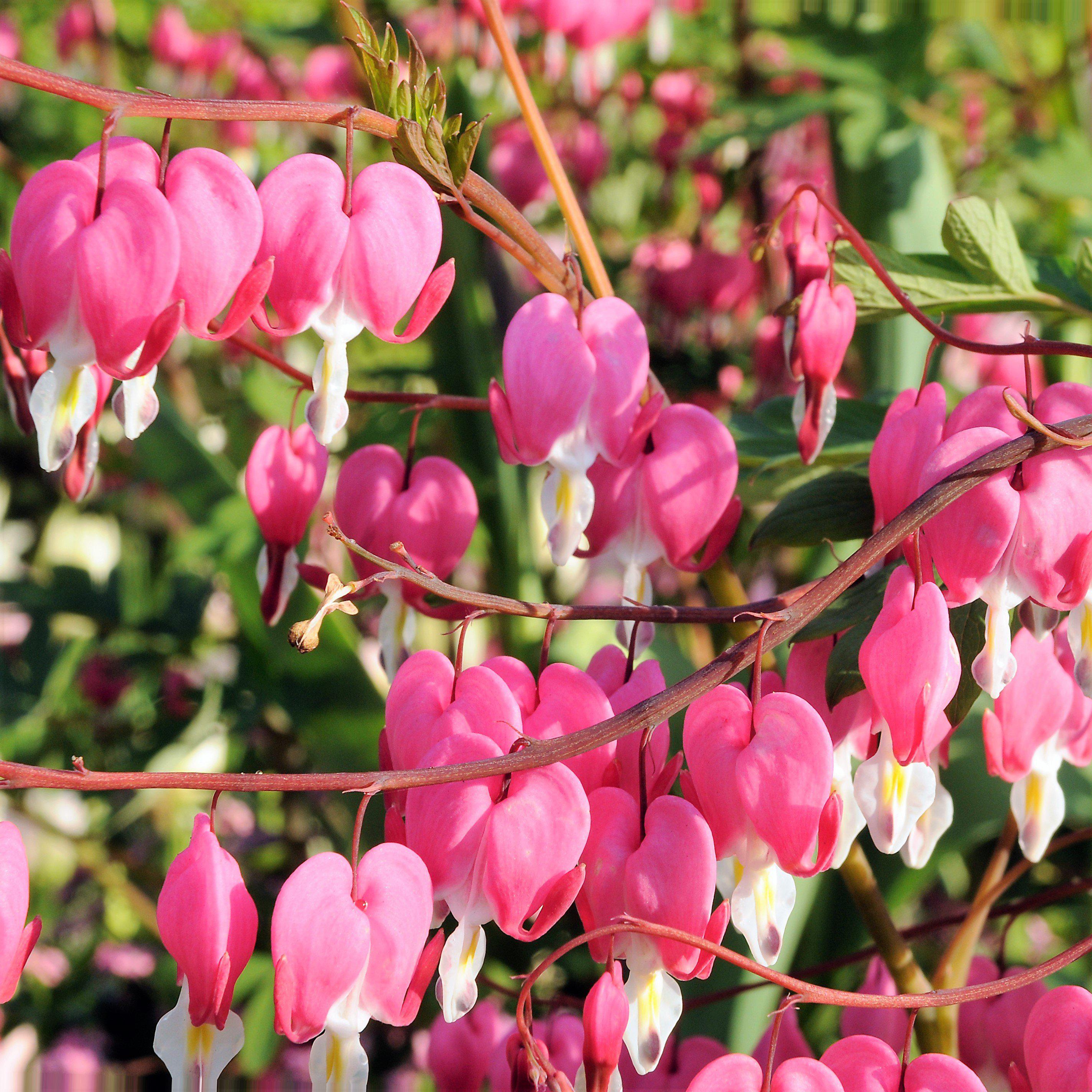 Dicentra - Bleeding Hearts Pink