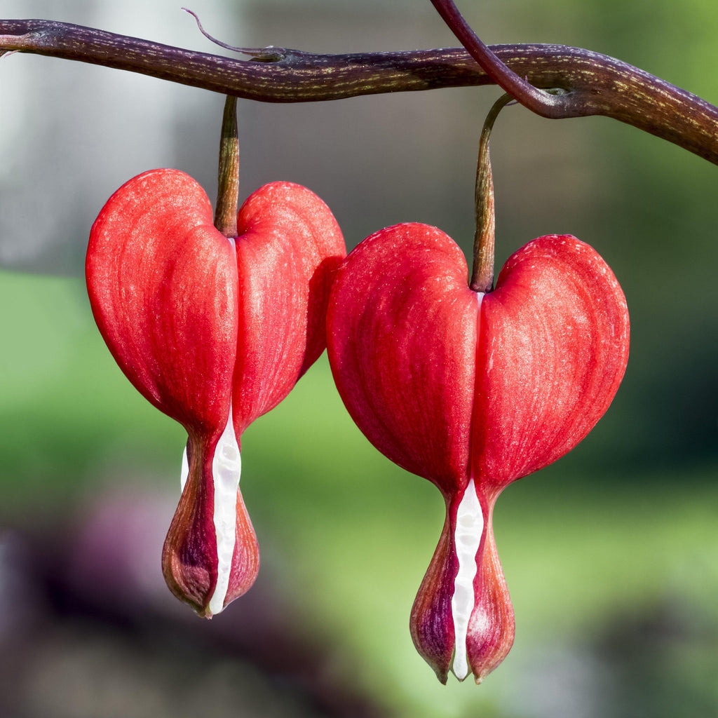 Dicentra - Bleeding Hearts Valentine