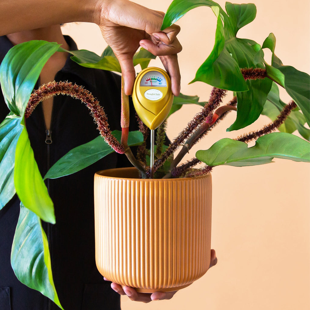 Moisture Meter | Tropical Green