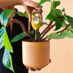 Moisture Meter | Tropical Green