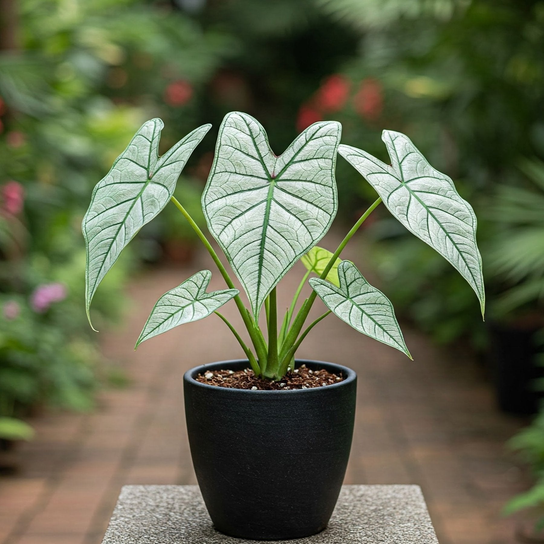 Caladium - Allure