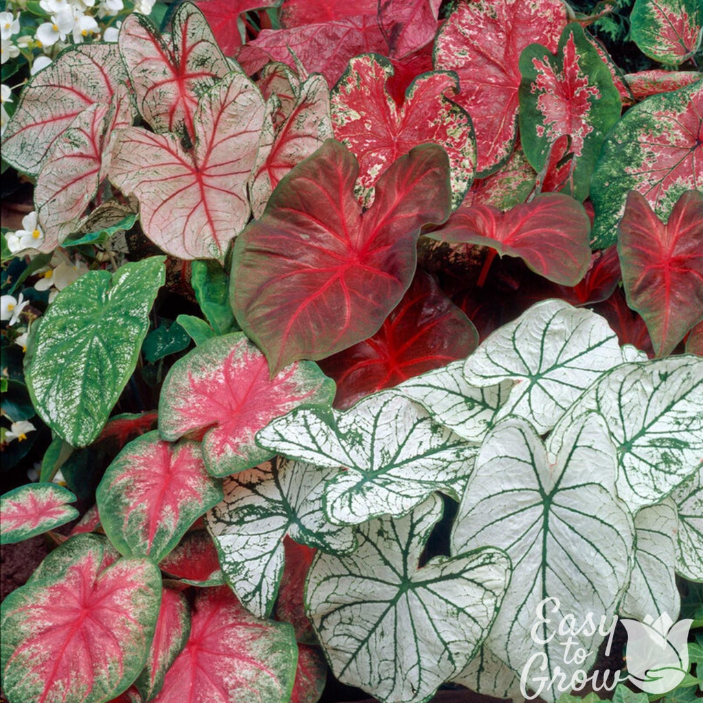 Caladium - Shady Lady Fancy Mix