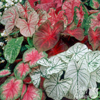 Caladium - Shady Lady Fancy Mix