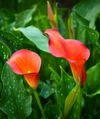 Capt. Triniti Calla Lily - 3 tubers