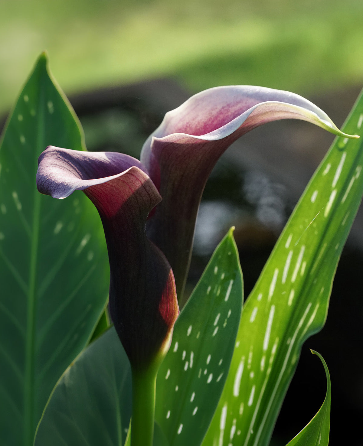 Odessa Calla Lily - 3 tubers