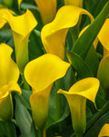 Sun Club Calla Lily® - 3 tubers