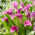 Calla - Amethyst