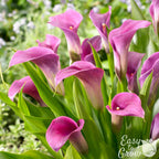 Calla - Amethyst