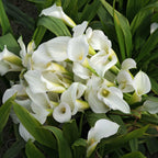 Calla - Bridal Bliss