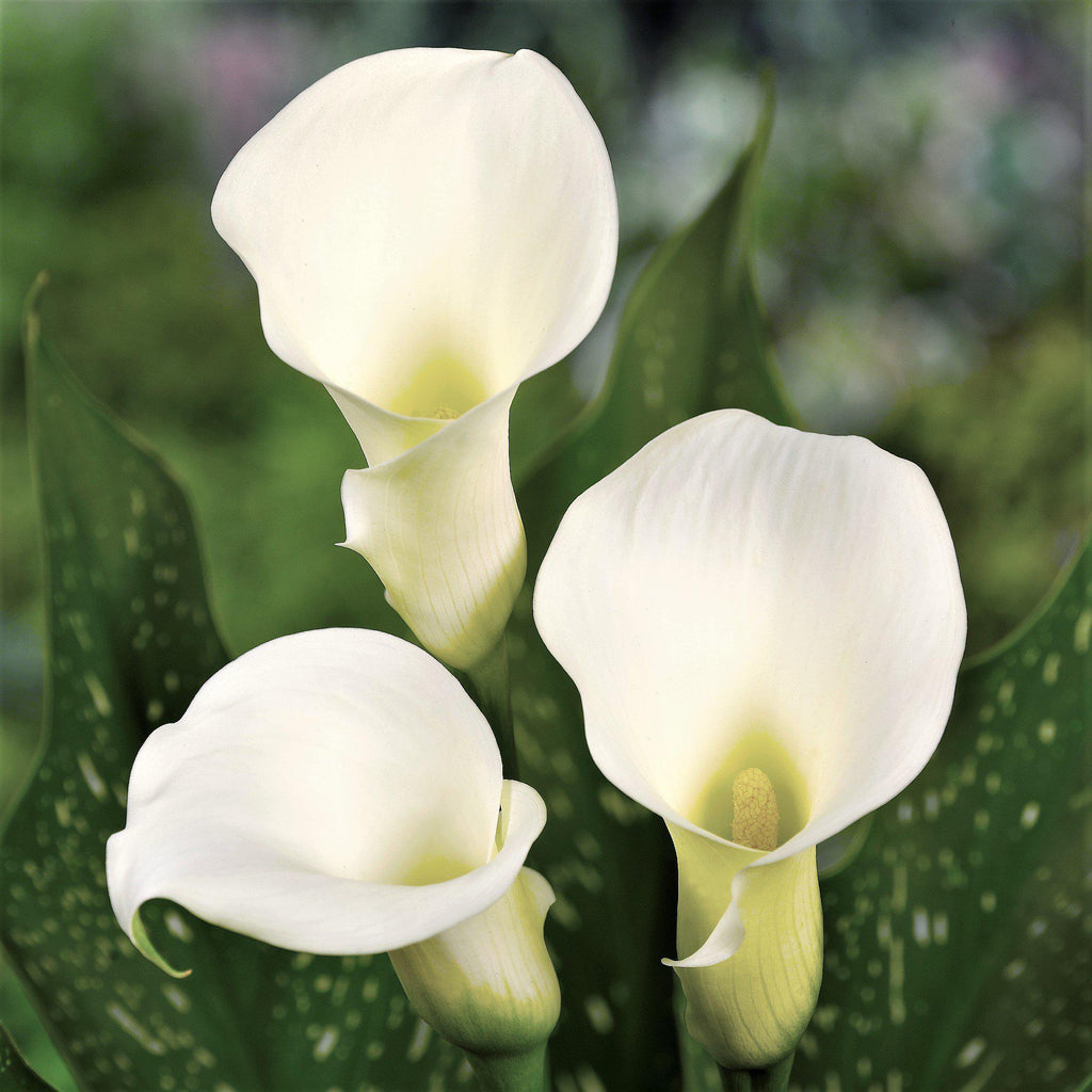 Calla - Bridal Bliss