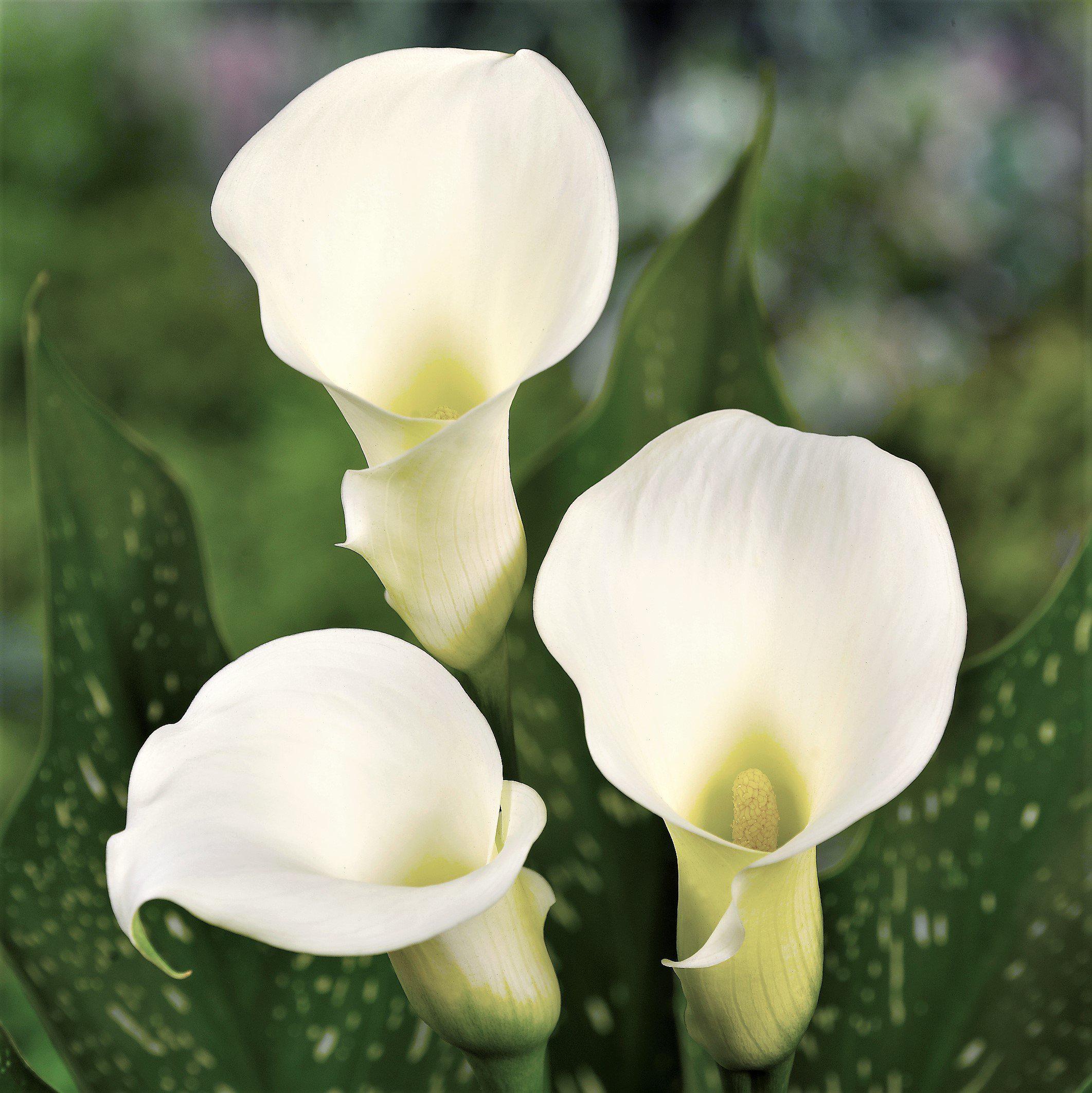 Calla - Bridal Bliss