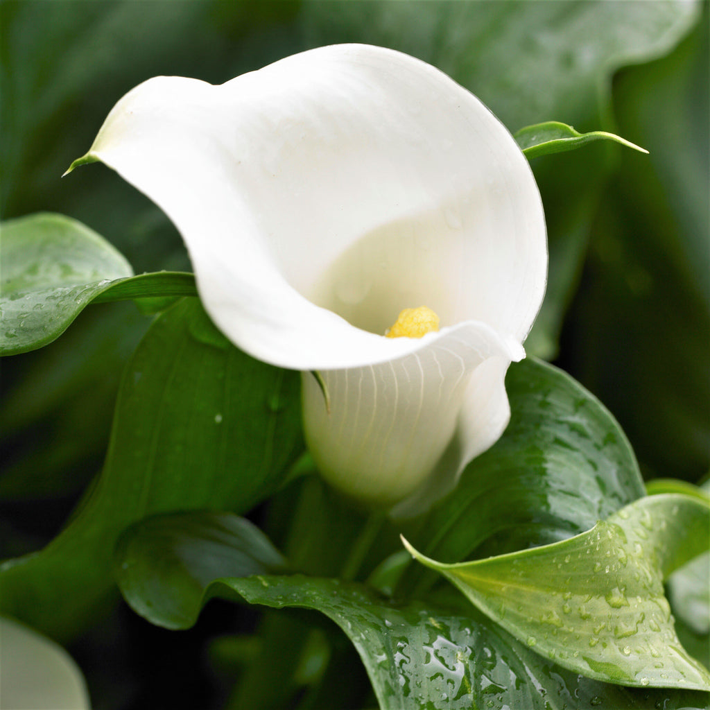 Calla - Bridal Bliss