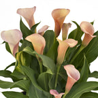 Calla - Coral Passion