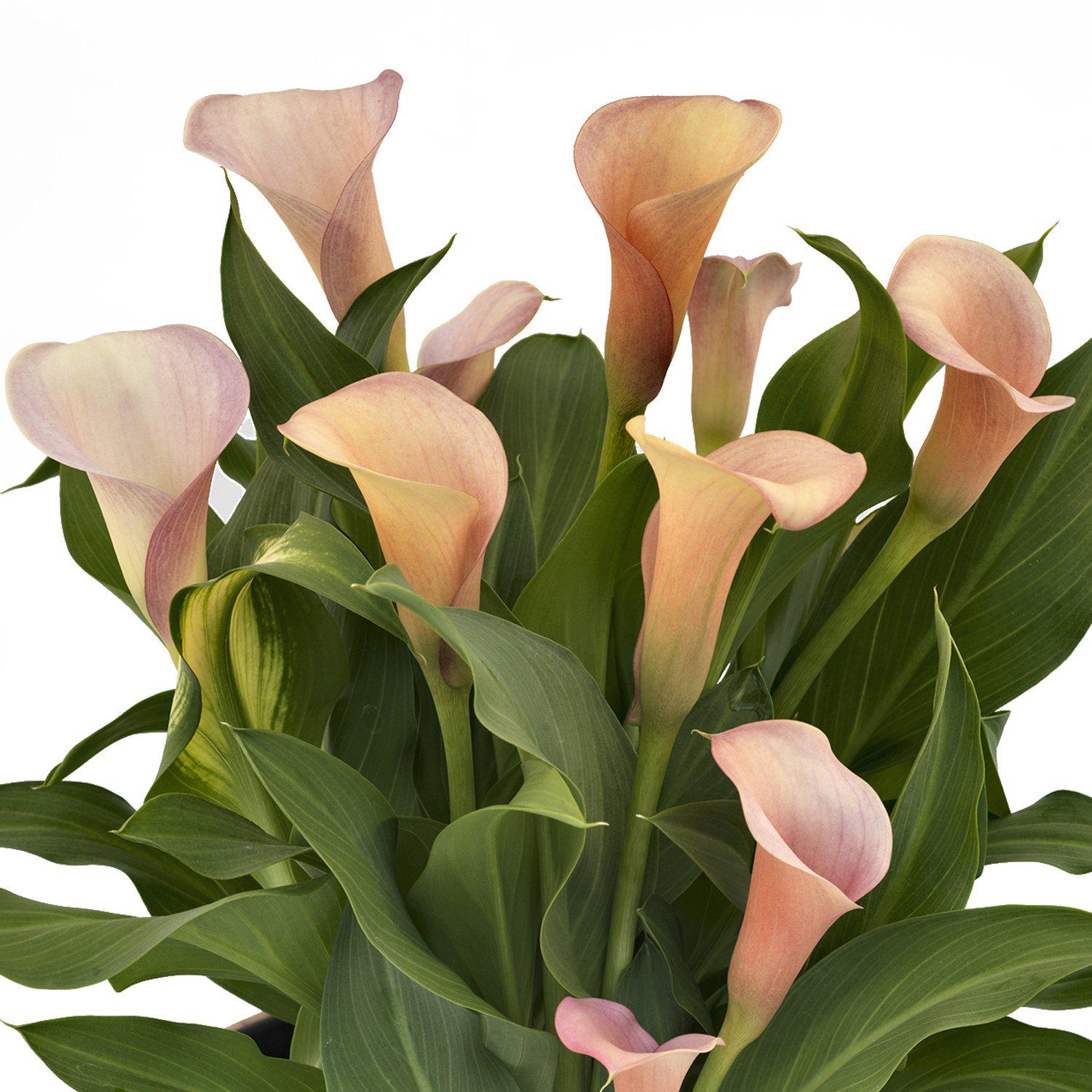 Calla - Coral Passion
