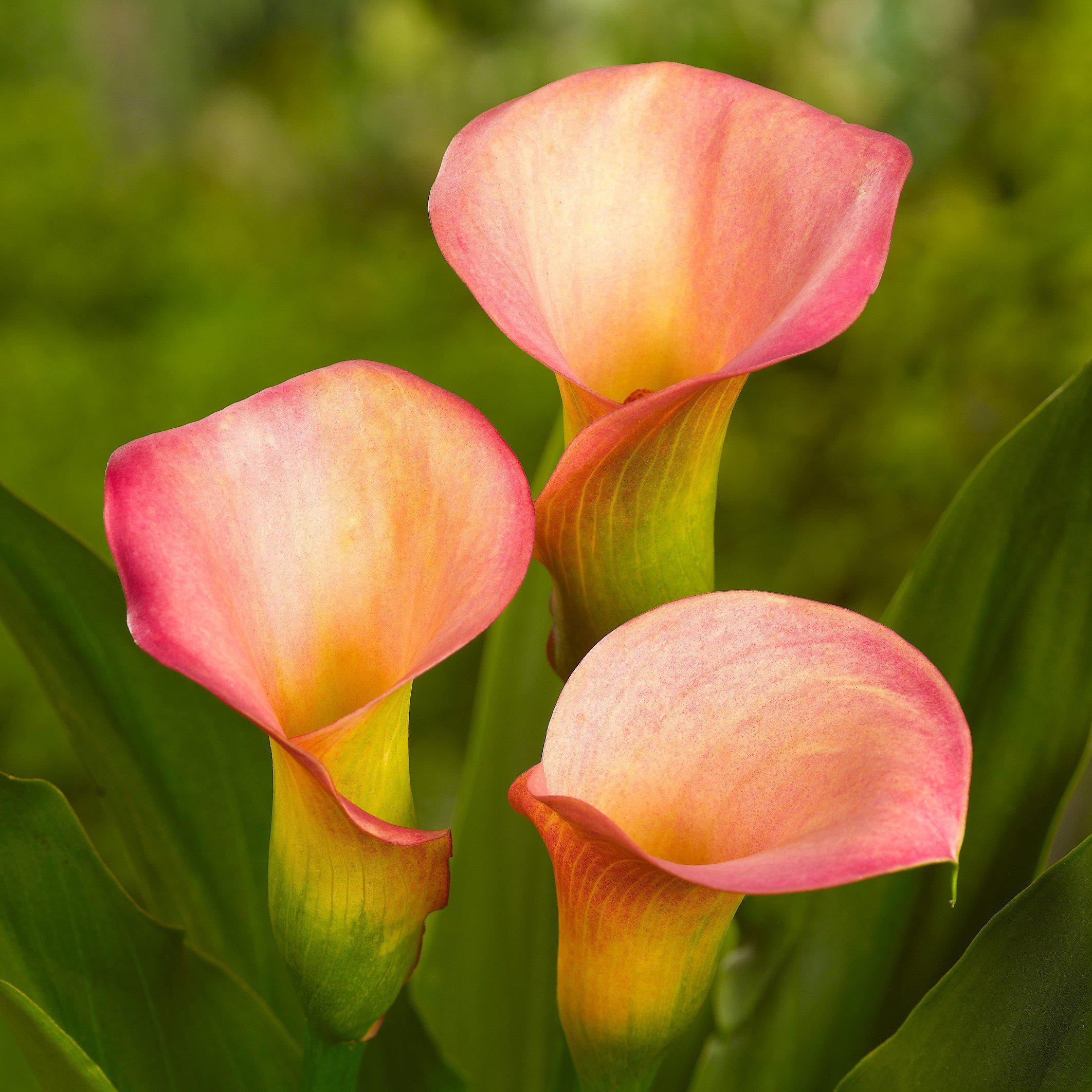 Calla - Coral Passion