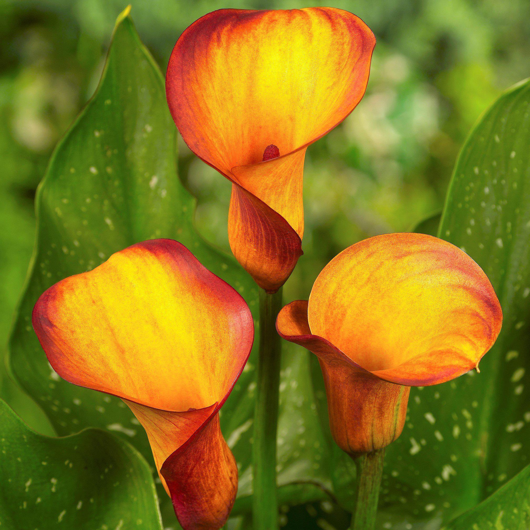 Calla - Fire Dancer