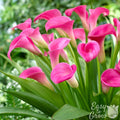 Calla - Garnet Glow