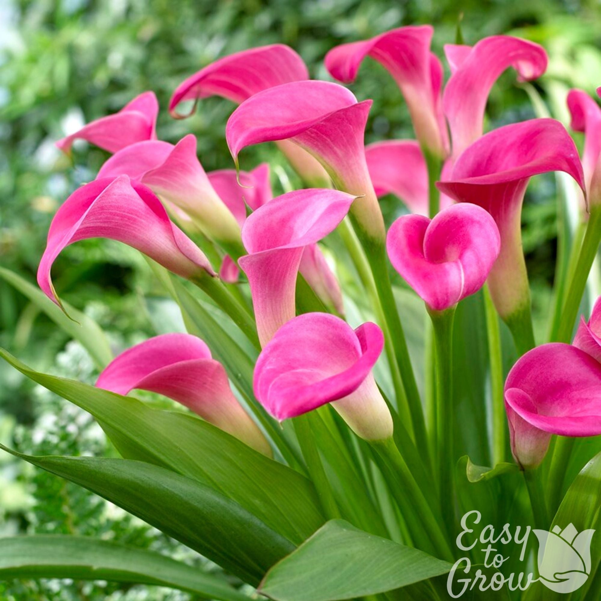 Calla - Garnet Glow