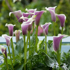 Calla - Picasso