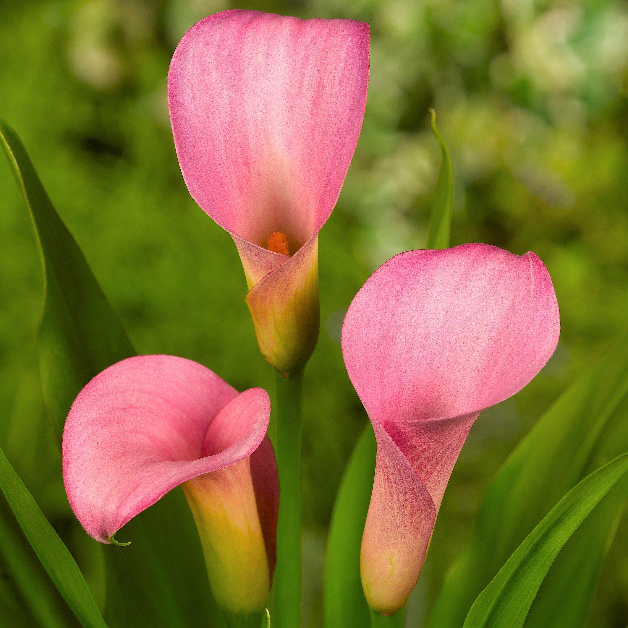 Calla - Pillow Talk