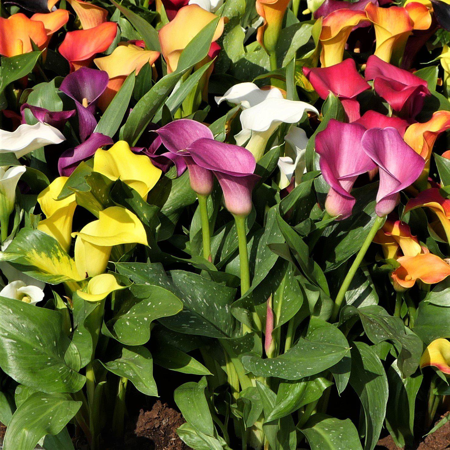 Calla - Rainbow Mix